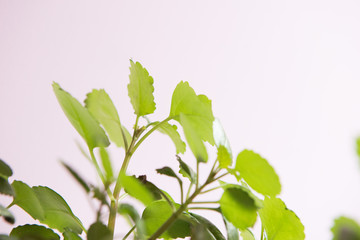 flower isolated on white background