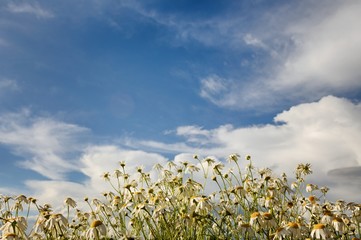Obraz premium white daisy field under a blue sky with clouds