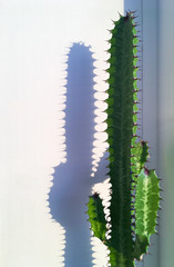 high barbed euphorbia, cactus green, on the window