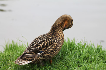 A duck (female) cleans feathers on the river bank.