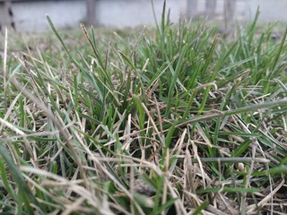 grass on a background