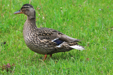 A duck (female) walks on the green grass of the meadow.