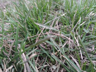 green grass with dew