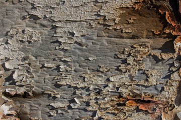 peeled paint over wood boards from a boat hull, old wood texture background, texture wooden background of wooden painted texture surface with peeling paint