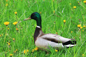 . A duck (male) walks in a meadow among dandelion flowers