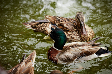 ducks in pond
