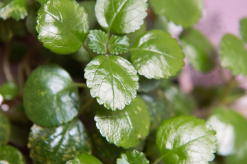 basil leaves in the garden