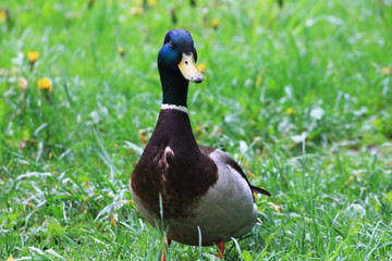 Duck (male) is looking for his female girlfriend in a meadow