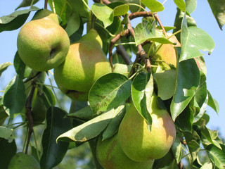 Ripe pears on a branch in the summer garden. Background