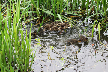 Duck samaya (female and chicks) learn to swim in the water