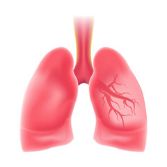 Human's Lungs in realistic isolated design. Internal organs of the human design element. Anatomy.