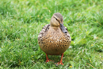 A duck (female) stands on green grass and searches for worms.