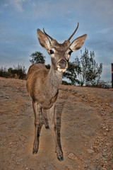 Un ciervo en plena naturaleza en Monfragüe
