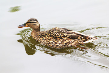 A duck (female) cuts through the waves of a river