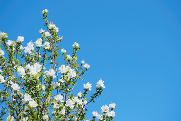 左側に寄るリキュウバイの花