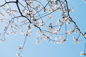 白色の美しい山桜の空