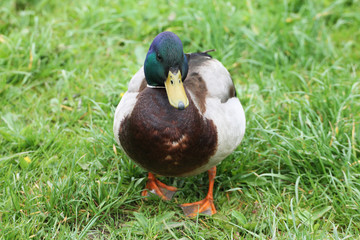 A duck (male) is waiting for his girlfriend in the early morning.
