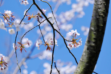 桜の枝と白ピンクの山桜