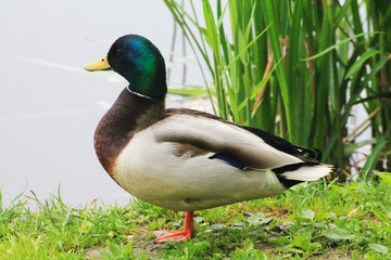 A duck (male) is standing on the bank of the river against the background of reeds.