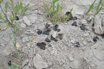 Close up of goat fossil or dung on ground in village
