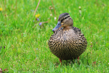 A duck (female) stands in close-up on the grass and reflects on life. © Stanislau Vyrvich