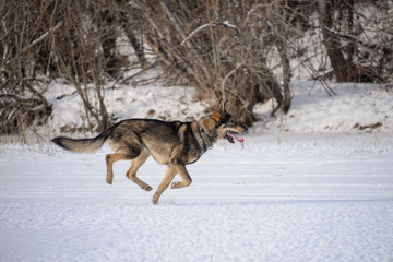 Naklejka na ściany i meble running through the snow a gray dog without a breed