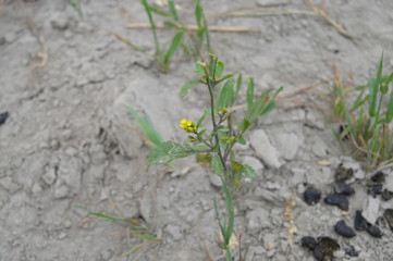 Close up of yellow grass with goat waste or dung