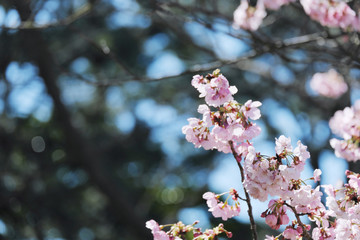 Obraz premium 右に集まるピンクの陽光桜