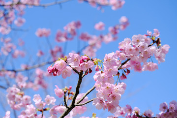 満開の可愛いピンク色をした陽光桜