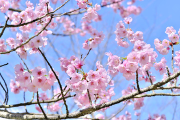 ピンク色に咲き誇る美しい陽光桜