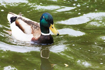 Obraz premium A duck (male) close-up is swimming in the water in drops of drizzling rain.