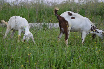 Obraz premium goats on a meadow
