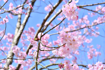 Obraz premium 空を埋め尽くす美しい陽光桜