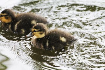 Two little fluffy duckling splashing on the waves during the spring rain