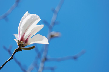 Fototapeta na wymiar 空に向かって伸びるコブシの花