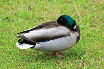 A duck (male) closeup rests on green grass