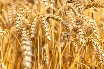 Wheat field. Ears of wheat close-up. Background. Harvesting.