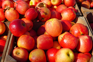 Fresh red and yellow apples at a farmers market