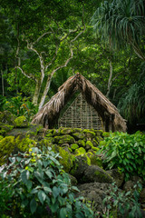 Traditional Hawaiian Thatched Dwelling in Rainforest