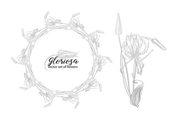 Fototapeta premium vector set of flowers and beads glorasa Gloriosa