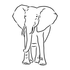 Fototapeta premium silhouette of a African elephant, vector sketch 