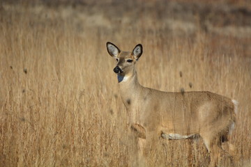 Naklejka na ściany i meble White Tailed Deer standing in field