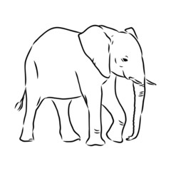 vector illustration of an elephant