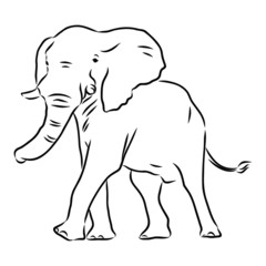 silhouette of African elephant, vector sketch 