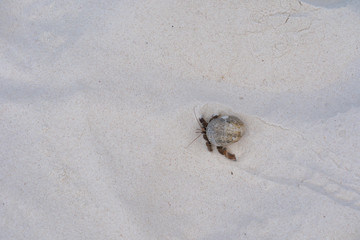 soldier crab walking on a white sandy beach