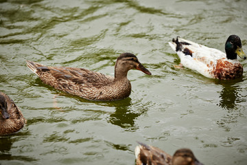 ducks in pond