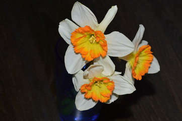 Stunning Narcissus flowers in a blue vase on the table.