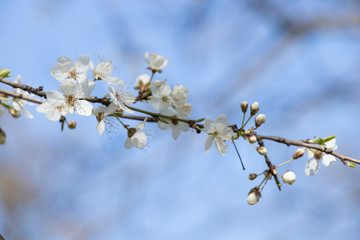 Spring sunny day. Fruit trees bloom, the air is warm and sweet. Blue sky. Smelly.