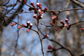 Spring sunny day. Fruit trees bloom, the air is warm and sweet. Blue sky. Smelly.