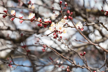 Spring sunny day. Fruit trees bloom, the air is warm and sweet. Blue sky. Smelly.